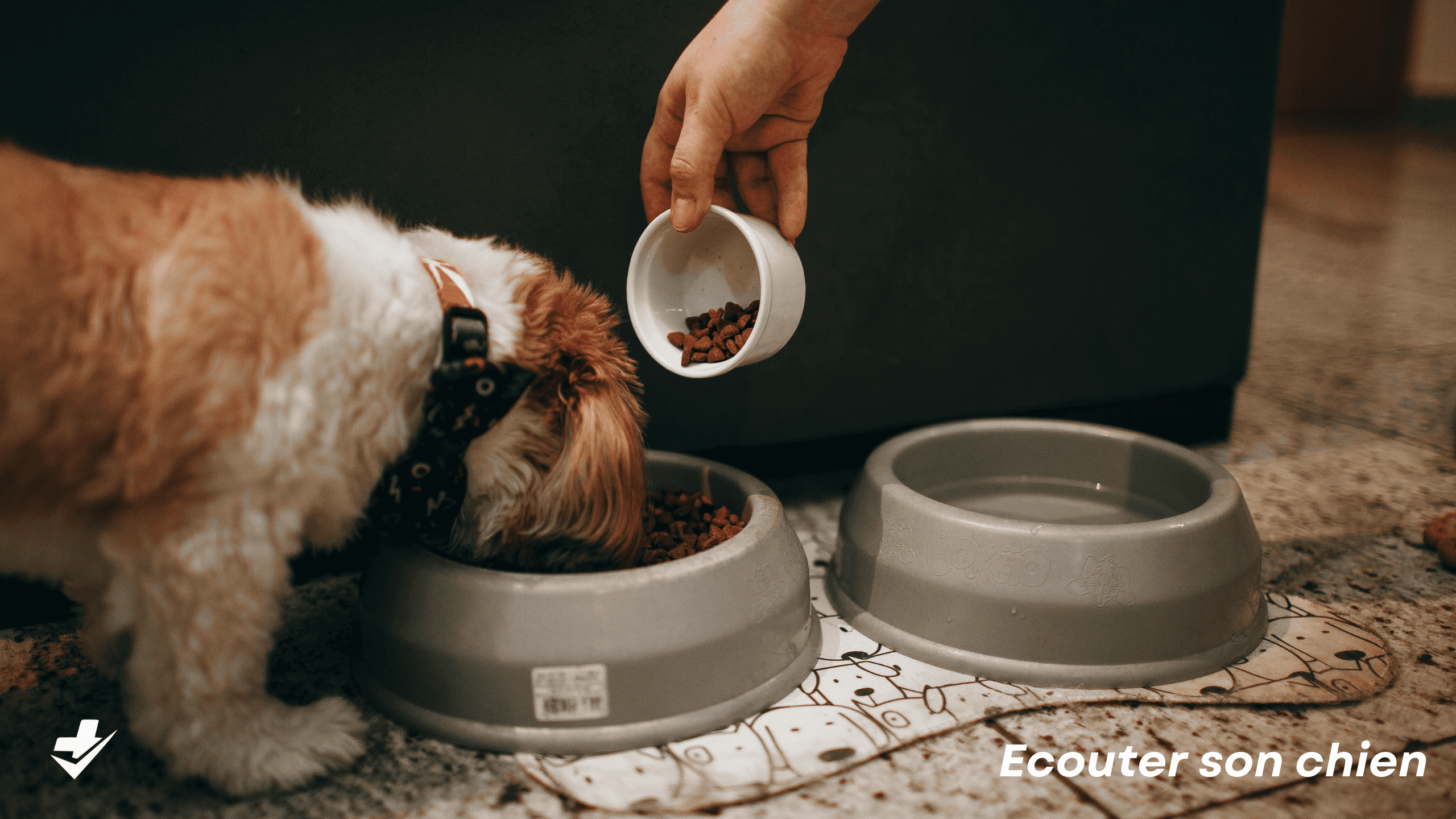 Comparer les croquettes pour chiens